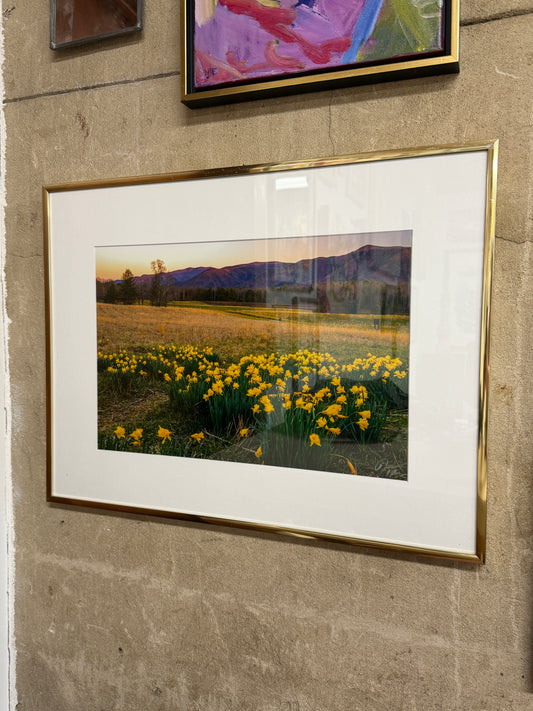 "Daffodils & alpine glow" by Joshua Moore