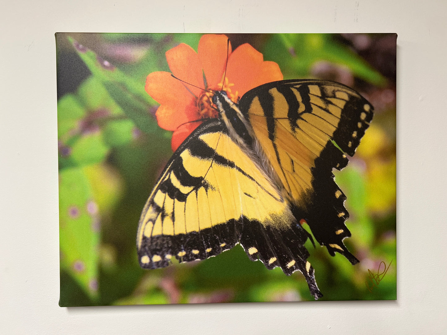 "Swallow tail butterfly" by Paul Braxton